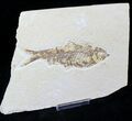 Bargain Knightia Fossil Fish - Wyoming #20476-1